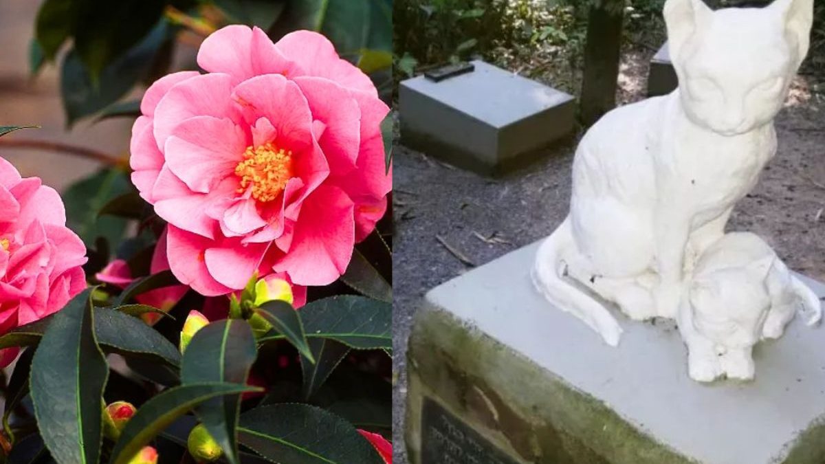 DivulgaÃ§Ã£o/Michele Martins/ND Mais