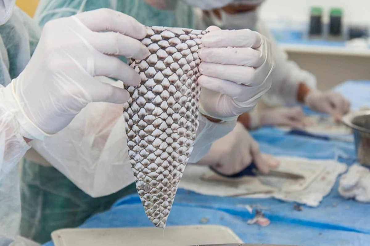 1 de 1 Imagem colorida da pele de tilápia - Metrópoles - Foto: Divulgação/Viktor Braga/UFC