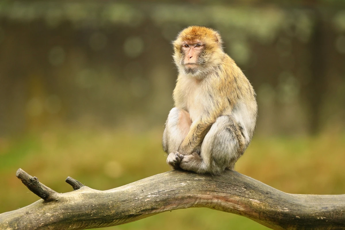 1 de 1 Macaco sentado em uma árvore. Metrópoles - Foto: Magnific