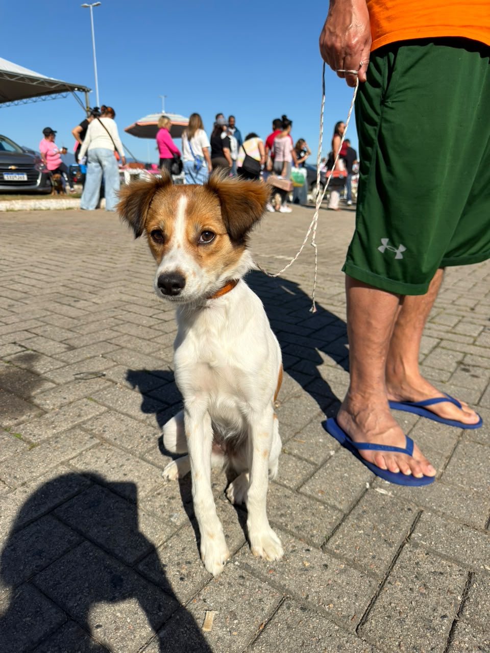 São José amplia castração gratuita e deve ultrapassar 7,5 mil cães e gatos atendidos em 12 m...