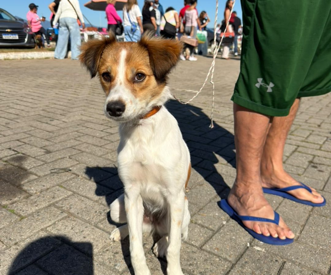 São José amplia castração gratuita e deve ultrapassar 7,5 mil cães e gatos atendidos em 12 m...