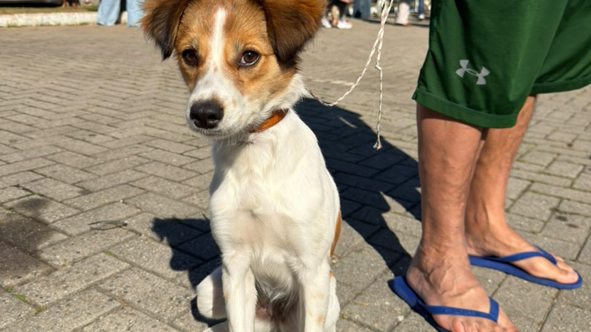 São José amplia castração gratuita e deve ultrapassar 7,5 mil cães e gatos atendidos em 12 m...