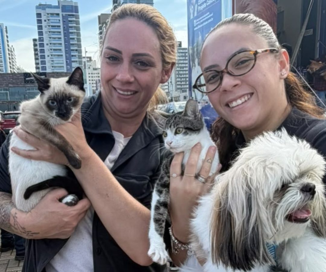 São José inicia maior mutirão de castração animal da história com atendimento organizado e ...