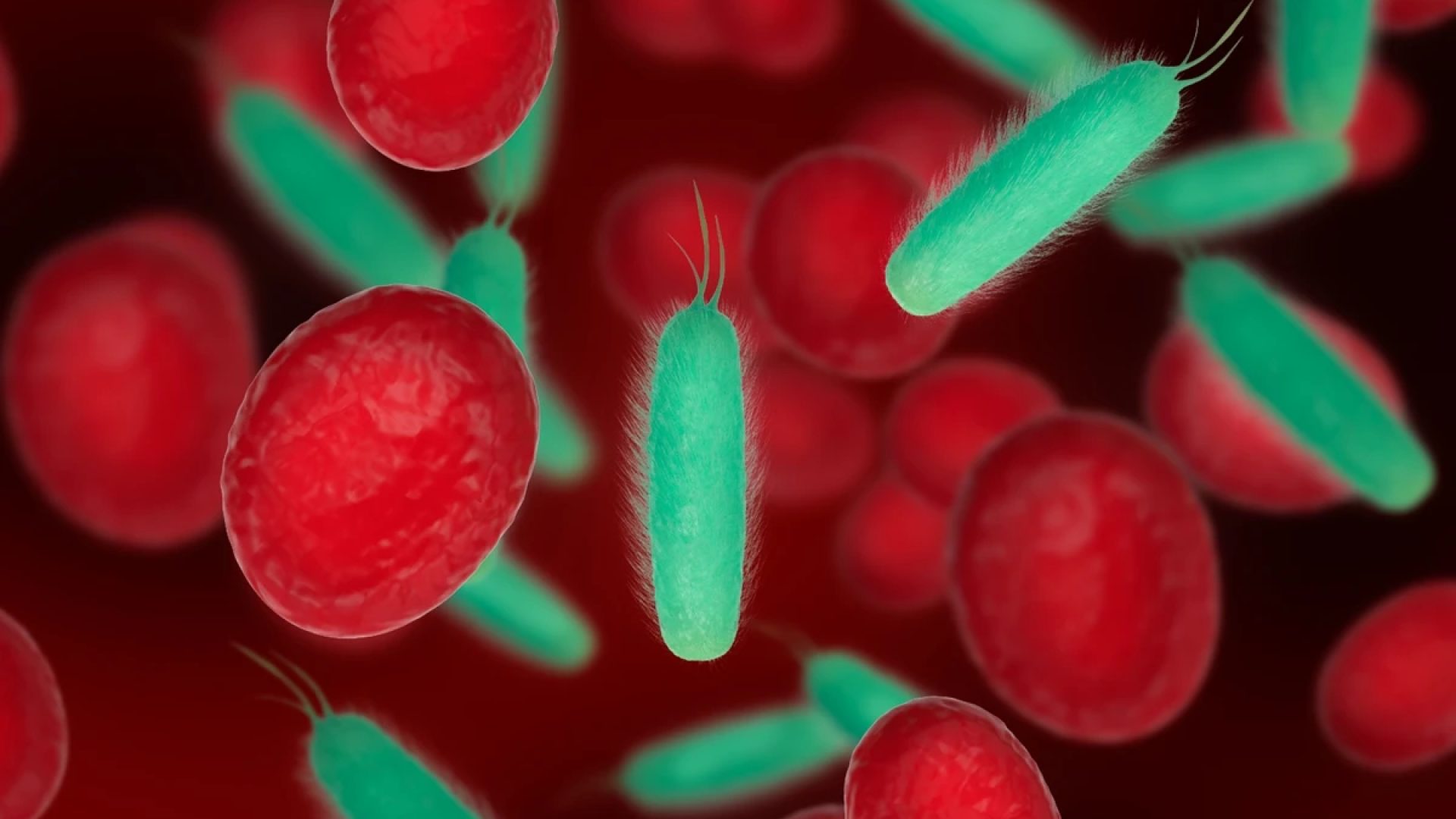 1 de 1 Ilustração mostra células vermelhas do sangue acompanhadas de céulas verdes estranhas ...