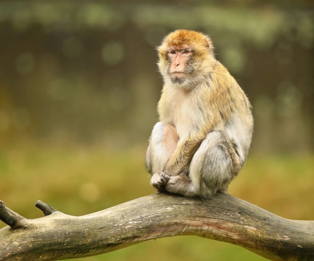 1 de 1 Macaco sentado em uma árvore. Metrópoles - Foto: Magnific