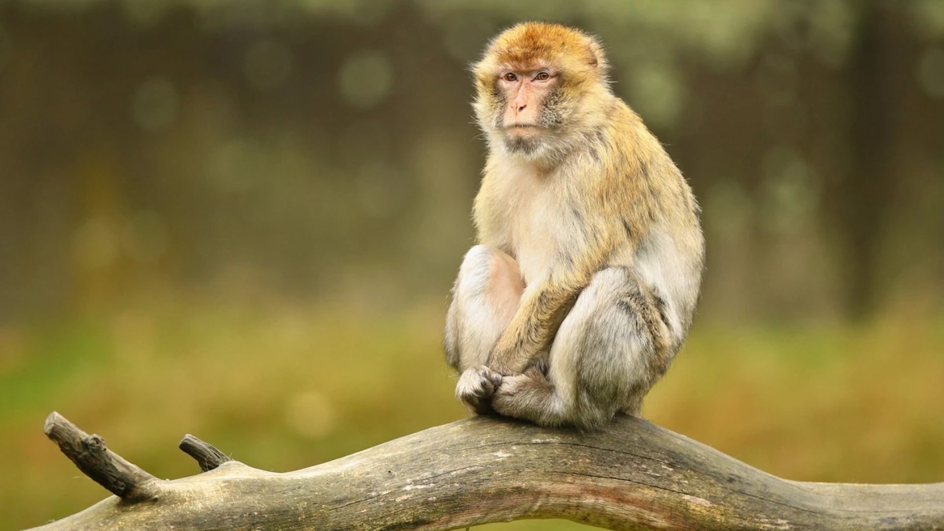 1 de 1 Macaco sentado em uma árvore. Metrópoles - Foto: Magnific