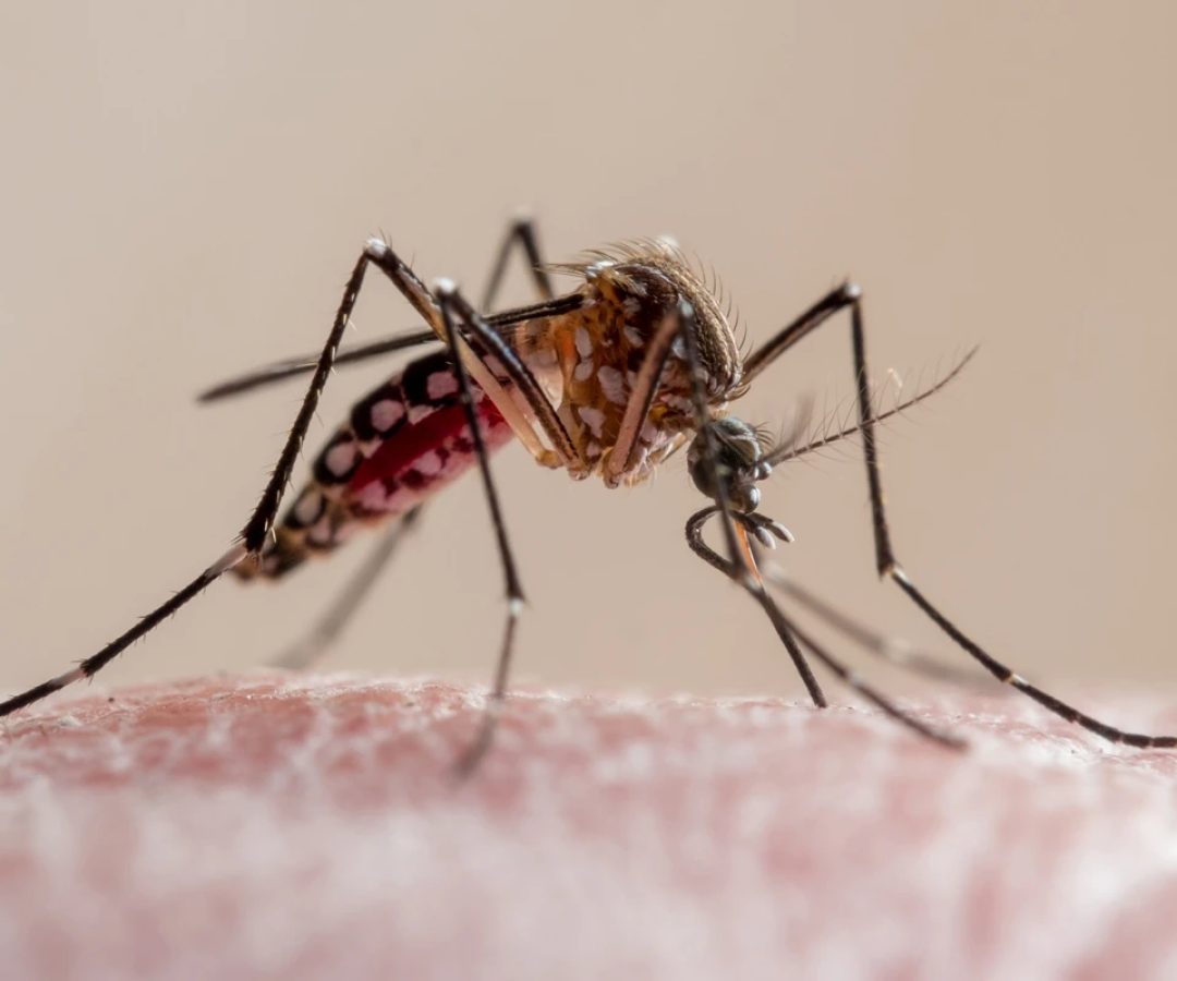 1 de 1 Imagem em close-up de um mosquito da febre amarela picando a pele humana. Trata-se de um m...