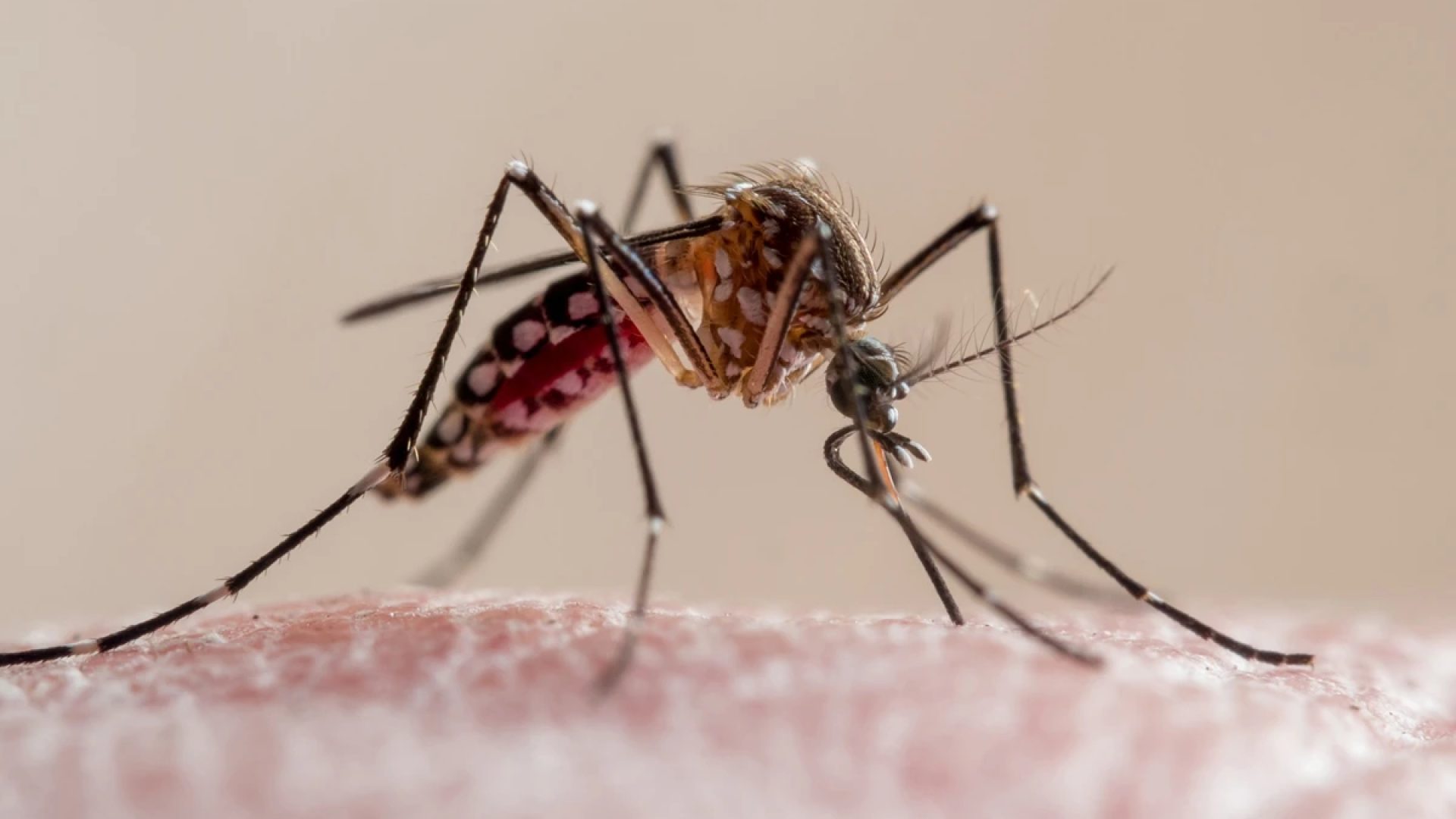 1 de 1 Imagem em close-up de um mosquito da febre amarela picando a pele humana. Trata-se de um m...