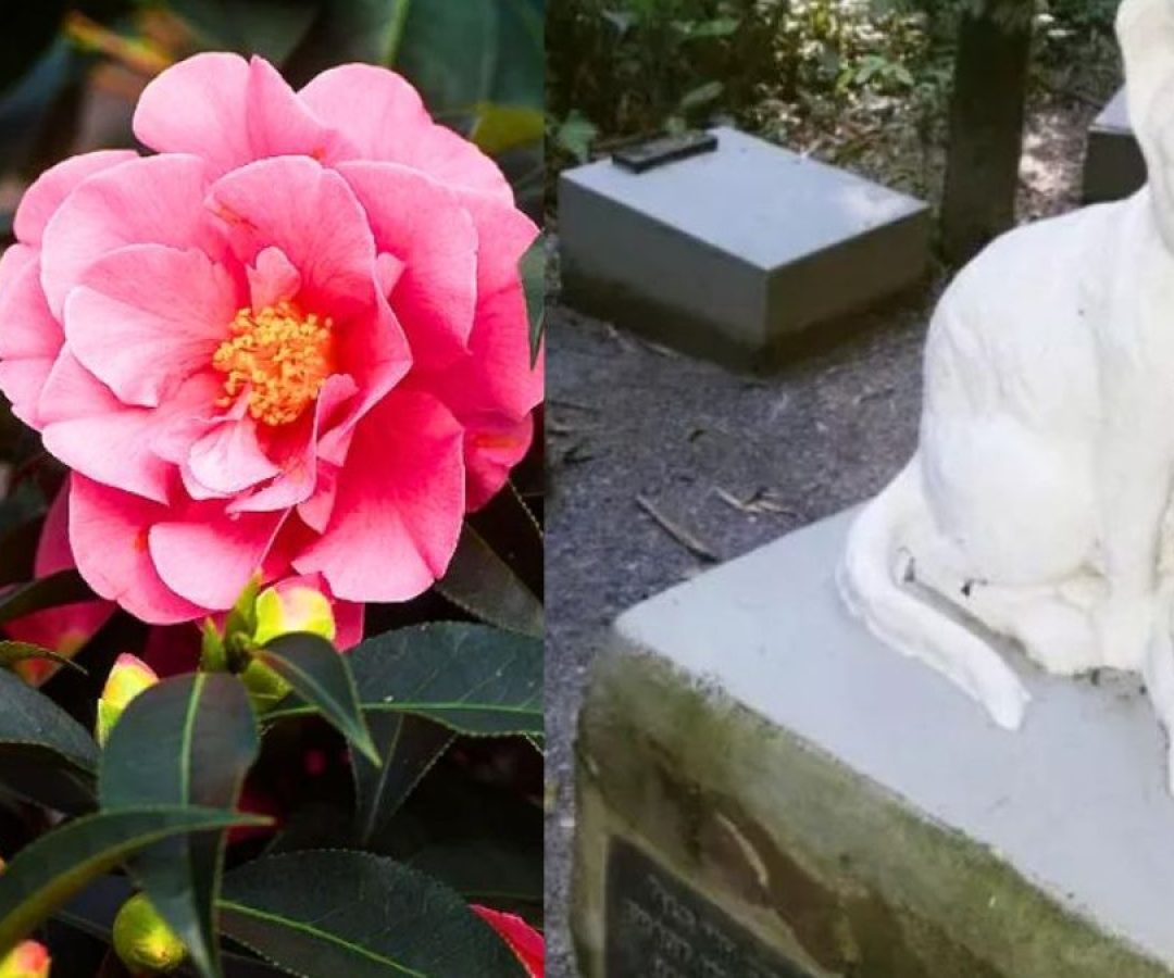 DivulgaÃ§Ã£o/Michele Martins/ND Mais