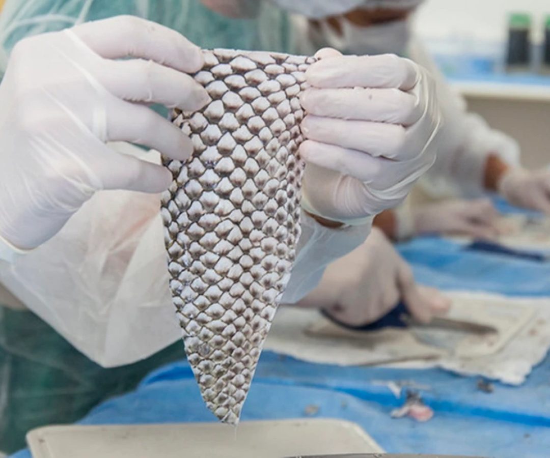 1 de 1 Imagem colorida da pele de tilápia - Metrópoles - Foto: Divulgação/Viktor Braga/UFC