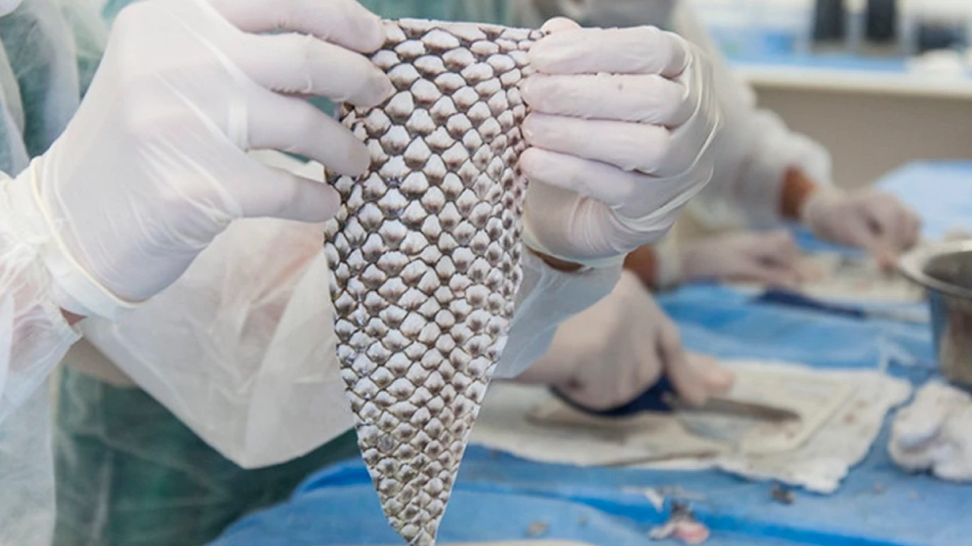 1 de 1 Imagem colorida da pele de tilápia - Metrópoles - Foto: Divulgação/Viktor Braga/UFC